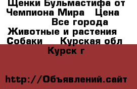 Щенки Бульмастифа от Чемпиона Мира › Цена ­ 1 000 - Все города Животные и растения » Собаки   . Курская обл.,Курск г.